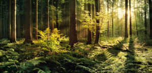 Germany, Bavaria, 'Augsburg Westliche Wälder' nature park, beams of light, sundown, Germany, Bavaria, 'Augsburg Westliche Wälder' nature park, beams of light, sundown,